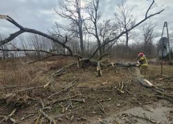Powalone drzewo w Toliszczku - 08.04.2026