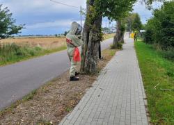 Gniazdo szerszeni w Bychowie - 13.09.2026